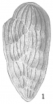 Bolivina karreriana var. carinata