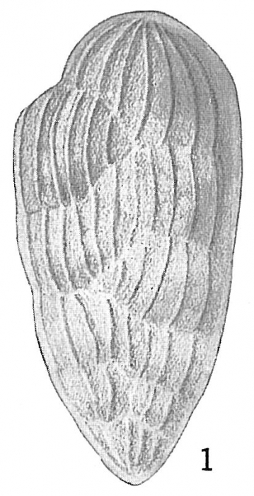 Bolivina karreriana var. carinata Bolivina karreriana var. carinata