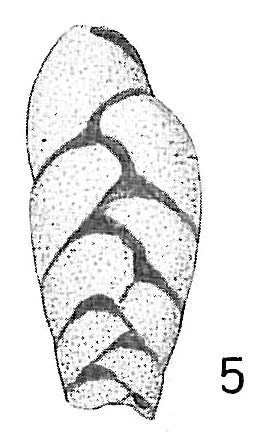 Bolivina limbata Bolivina limbata