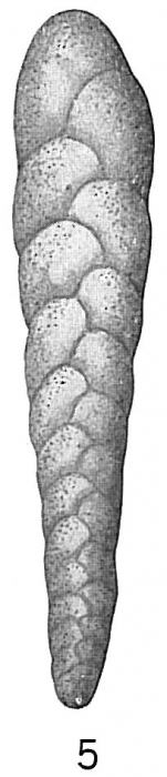 Bolivina punctata Bolivina punctata
