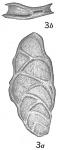 Bolivina sculpturata