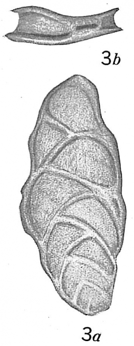 Bolivina sculpturata Bolivina sculpturata