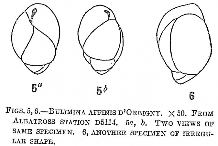 Bulimina affinis Bulimina affinis