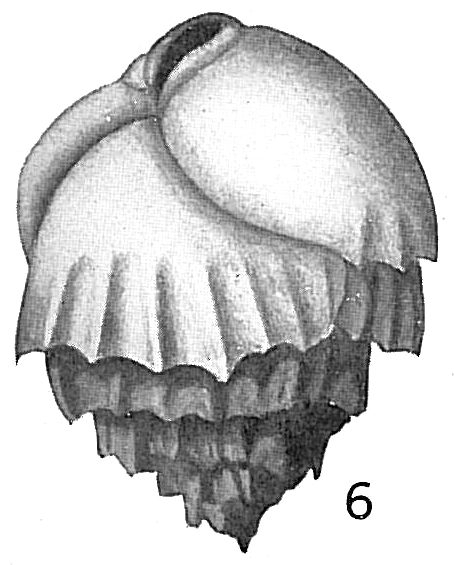 Bulimina inflata Bulimina inflata