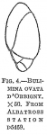 Bulimina ovata