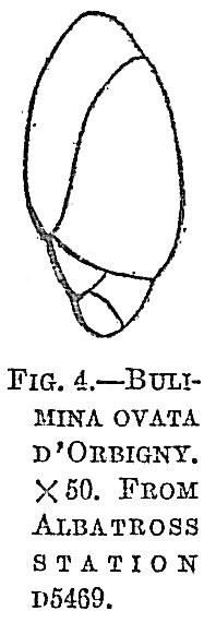 Bulimina ovata Bulimina ovata