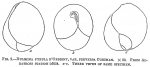 Bulimina pyrula perversa