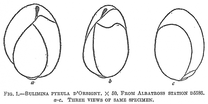 Bulimina pyrula Bulimina pyrula