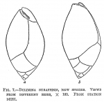 Bulimina subaffinis