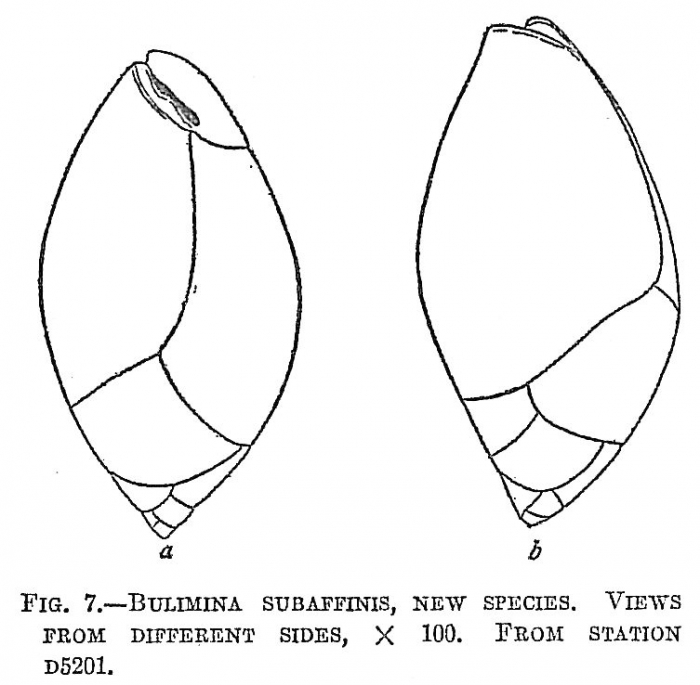 Bulimina subaffinis Bulimina subaffinis