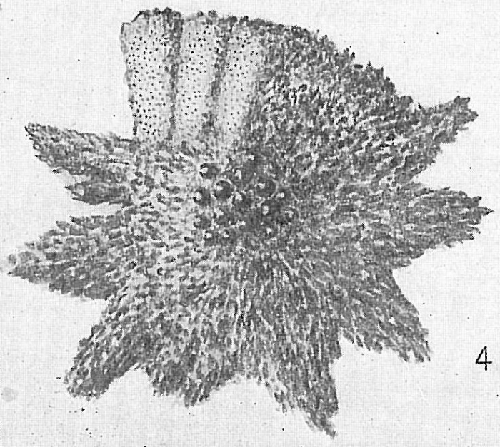Calcarina hispida Calcarina hispida