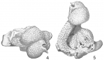 Carpenteria utricularis