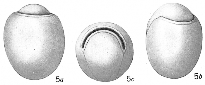 Chilostomella grandis Chilostomella grandis
