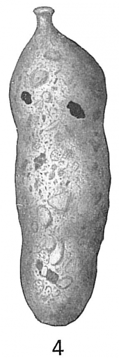 Clavulina bradyi Clavulina bradyi