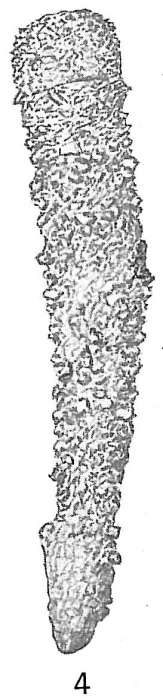 Clavulina parisiensis sensu Cushman, 1921 not d'Orbigny = ?Pseudoclavulina serventyi Chapman Clavulina parisiensis sensu Cushman, 1921 not d'Orbigny = ?Pseudoclavulina serventyi Chapman