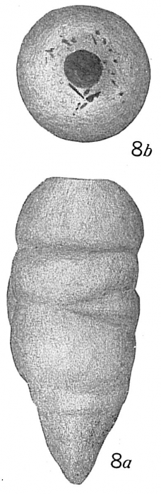 Clavulina rotundata Clavulina rotundata