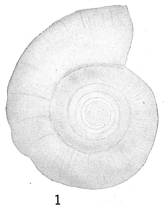 Cornuspira foliacea Cornuspira foliacea