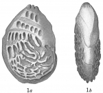 Cristellaria bradyi Cushman, 1917