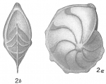 Cristellaria calcar