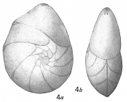 Cristellaria convergens, author: Cedhagen, Tomas