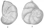 Cristellaria costata var. multicosta