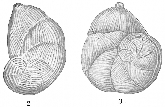 Cristellaria costata var. multicosta Cristellaria costata var. multicosta