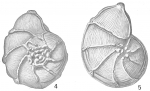 Cristellaria costata var. subdecorata