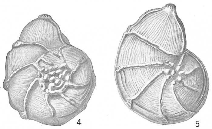 Cristellaria costata var. subdecorata Cristellaria costata var. subdecorata