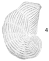 Cristellaria costata, author: Cedhagen, Tomas