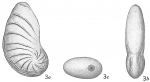 Cristellaria dorsocostata
