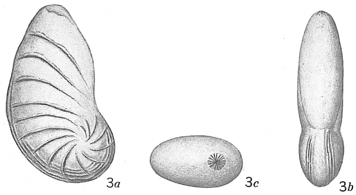 Cristellaria dorsocostata Cristellaria dorsocostata