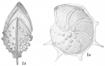 Cristellaria echinata