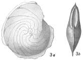 Cristellaria expansa var. planulata, author: Cedhagen, Tomas