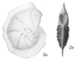 Cristellaria expansa