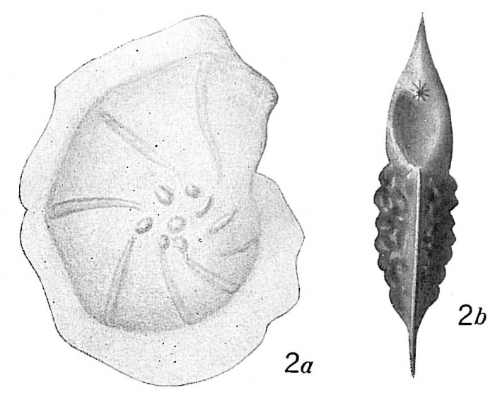 Cristellaria expansa Cristellaria expansa