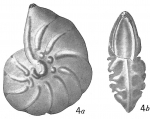 Cristellaria helicina