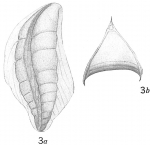 Chromista - Foraminifera (foraminifers)