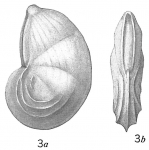 Cristellaria paucicostata, author: Cedhagen, Tomas