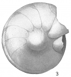 Cristellaria rotulata var. umbonata, author: Cedhagen, Tomas