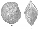 Cristellaria tumidocostata var. labyrinthica
