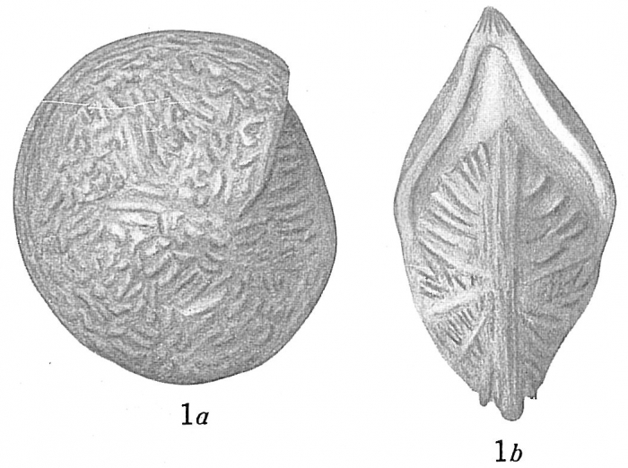 Cristellaria tumidocostata var. labyrinthica Cristellaria tumidocostata var. labyrinthica