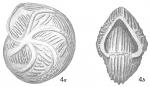 Cristellaria tumidocostata