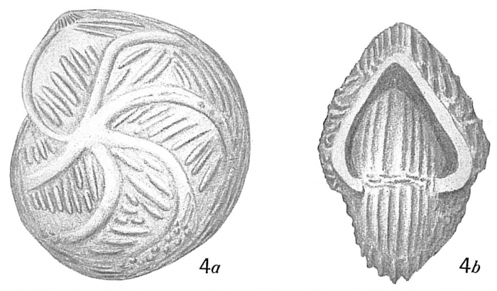 Cristellaria tumidocostata Cristellaria tumidocostata