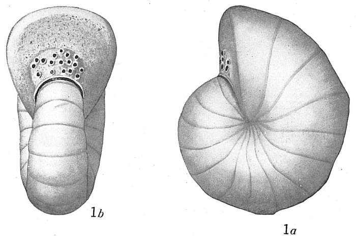 Cyclammina cancellata Cyclammina cancellata
