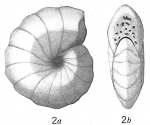 Cyclammina compressa