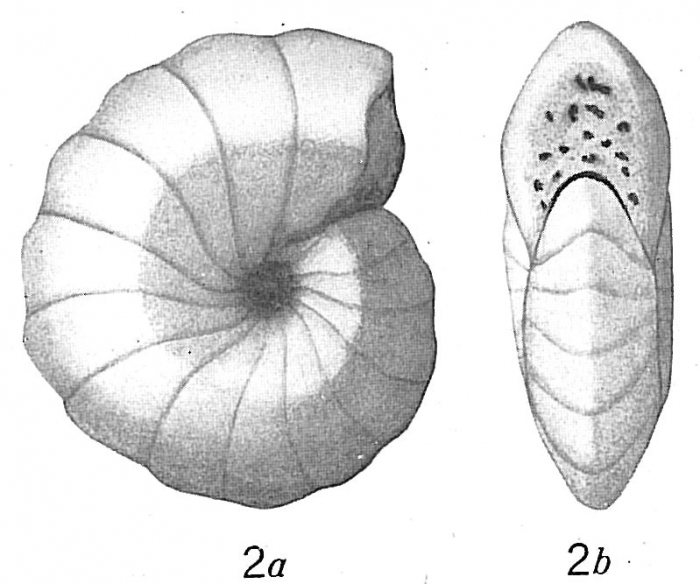 Cyclammina compressa Cyclammina compressa