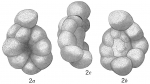 Discorbis rugosa
