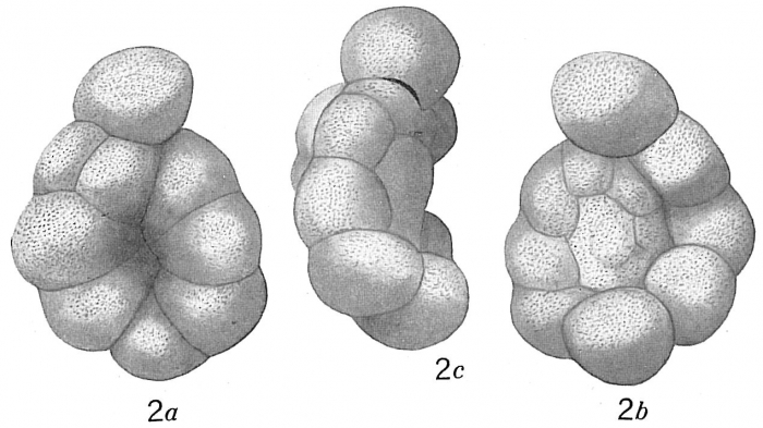 Discorbis rugosa Discorbis rugosa