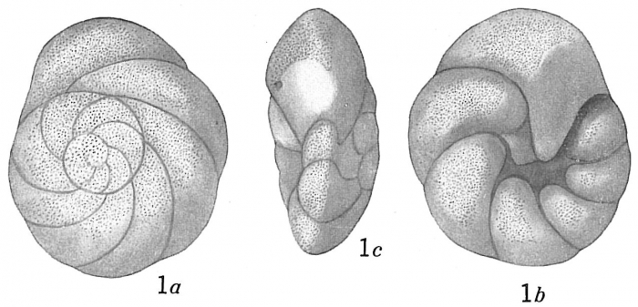 Discorbis sp. Discorbis sp.
