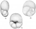 Discorbis subobtusa